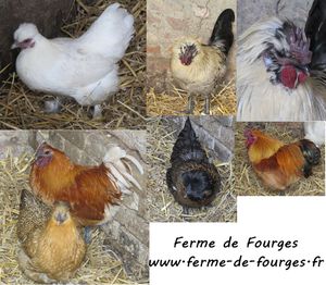 poules-a-fourges.jpg