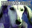 defense-des-animaux2.jpg