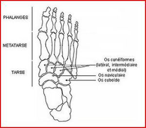 os du pied