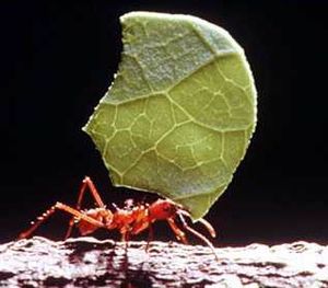 hormiga-cortadora-de-hojas.jpg