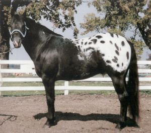 Appaloosa-Stallion-after-copie-1.jpg