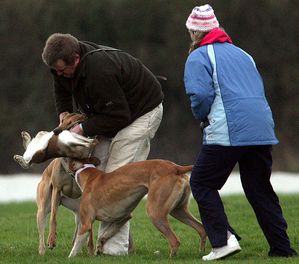 two coursing fans with dying hare