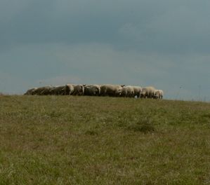 13.8 JMM brebis au soleil