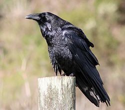GrandCorbeauCorvusCorax.jpg