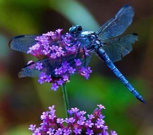 libellule-violette.jpg
