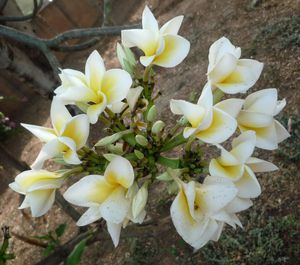 Plumeria-rubra---Frangipanier---fleur.jpg