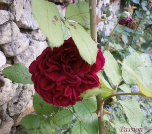 jardin fin aout 2011 003