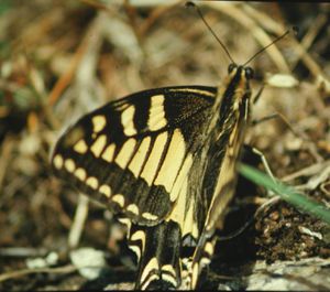 Papilio machaon Le Machaon Liffré(35) Juillet 99