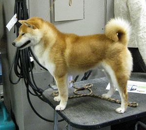 shiba-americain.jpg