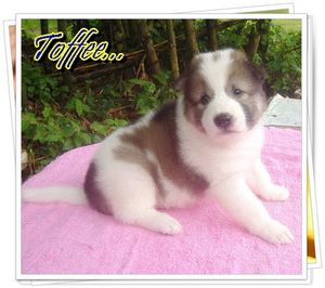 chiot-thai-bangkaew-spitz-rare