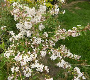 deutzia