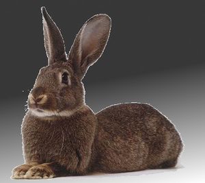 lapin-fd.jpg