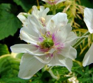 G. pratense 'Plenum Album'
