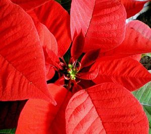 Stella Di Natale Quando Fiorisce.Euphorbia Pulcherrima Stella Di Natale Blog Di Drittesullarete