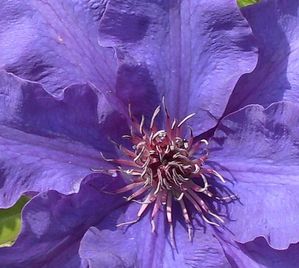 fleur-1.jpg