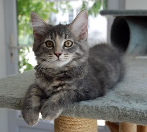FIGARO 080820100001 2