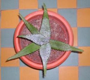 Aloe ferox 2009 Dec