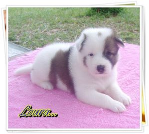 chiot-thai-bangkaew-bebe4