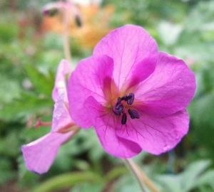 G. pratense 'Elizabeth Yeo'