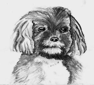 Esquisses dessins études et croquis : portrait animalier - Le dessin du jour : petit chien rencontré à Auray au crayon 4b F. Claire - Claire Frelon artiste peintre profesionnel en Morbihan - Bretagne - France - galerie de peinture