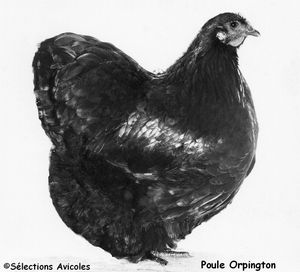 Poule Orpington