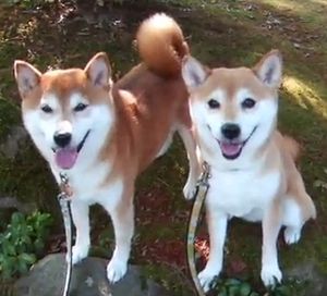 shiba-inu-au-japon-difference.jpg