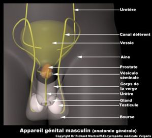 visuel-appareil-genital-masculin-anatomie-generale-ddc.jpg