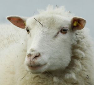 mouton ER landes de Bretagne