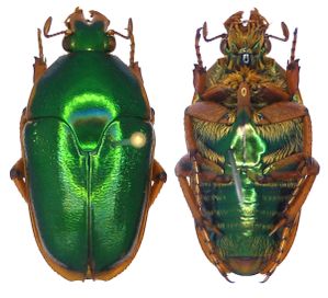mycterophallus_duboulayi.jpg