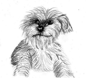 Esquisses dessins études et croquis : portrait animalier - Le dessin du jour : le chien peluche Paco au crayon 2b F. Claire - Claire Frelon artiste peintre profesionnel en Morbihan - Bretagne - France - galerie de peinture