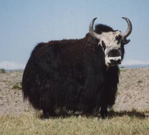 yak.jpg