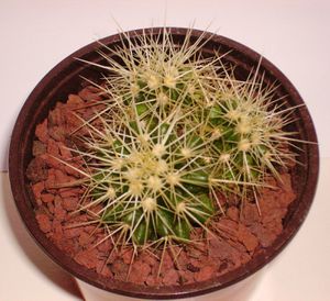 Echinocactus-grusonii-alba2.jpg