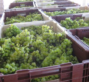 Caisse-chardonnay-copie-1.JPG