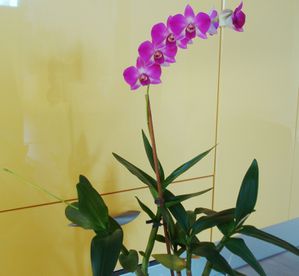 DSC06113.JPG