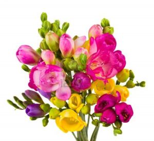 12706478-dynamique-bouquet-freesias-isole-sur-fond-blanc[1]