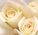 roses blanches