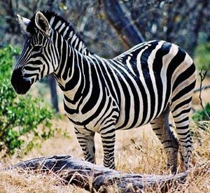 le zebre