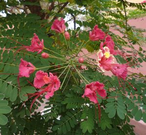Flamboyant nain rose- Caesalpinia pulcherrima