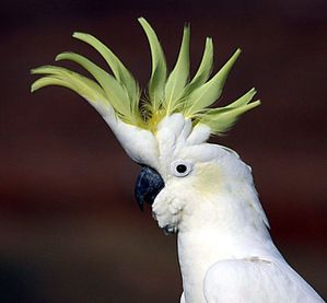 Sulphur-Crested-Cockatoo-Pictures.jpg