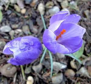 crocus-violet.jpg