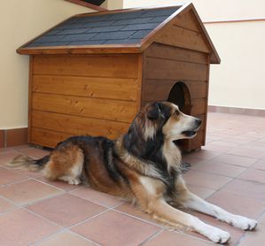 Casa perro