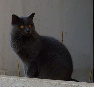 chat