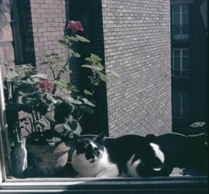 Figaro__-2-.jpg