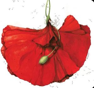 Fée coquelicot