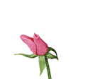 fleurs-roses-20