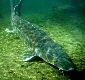 animal poisson Esturgeon
