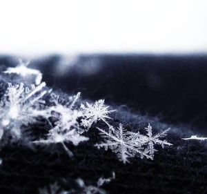 Snowflakes_by_schimmio52.jpg