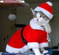 chat-pere-noel-12.jpg