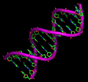 Structure-ADN-copie-1.gif