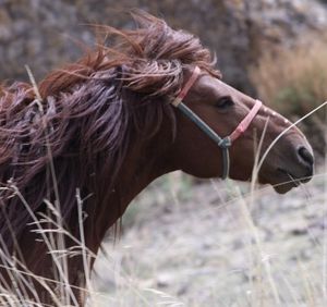 cheval ER Mongolie